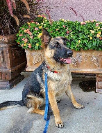 Shyla / Kaia
